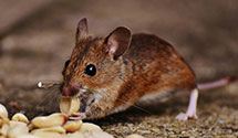 24 Hour & Emergency Exterminators in Fairgrounds, VT